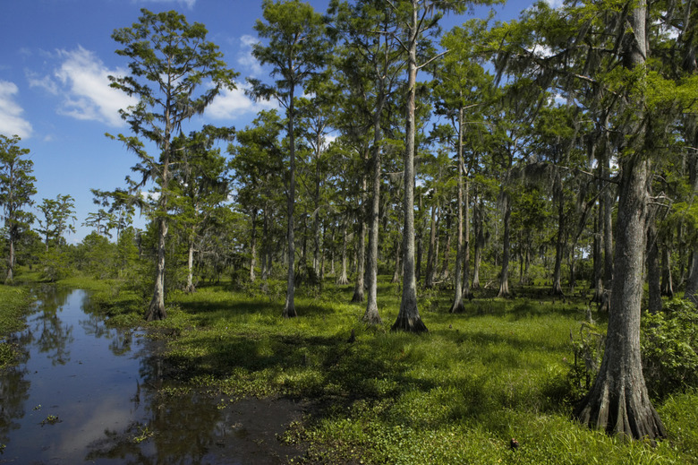 Cypress trees in swamp