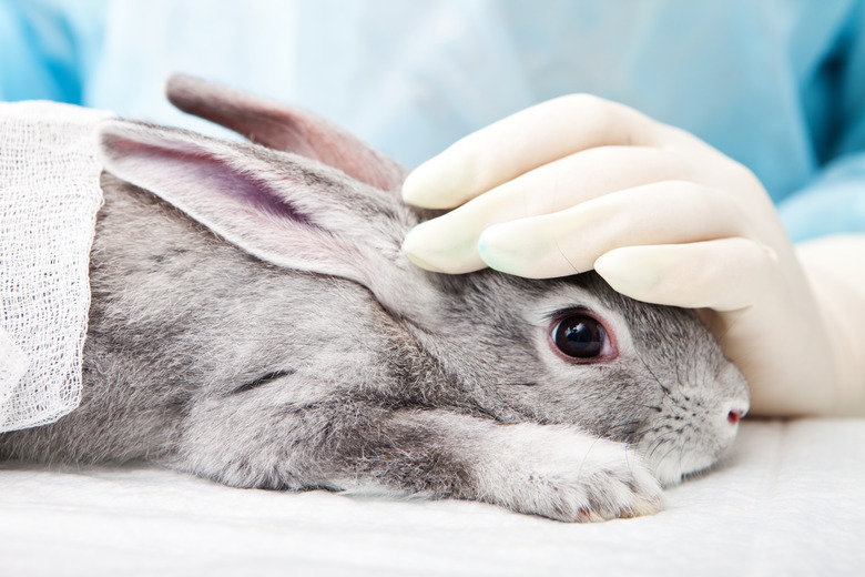 Grey rabbit undergoing treatment at a veterinary laboratory