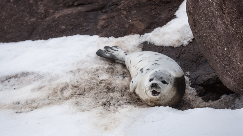 Young harp seal on pack ice and coastal rocks