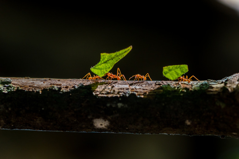 Ants are carrying on leaves in nature