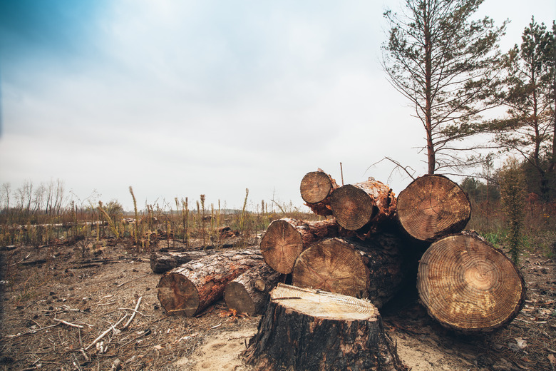 felled timber in the forest