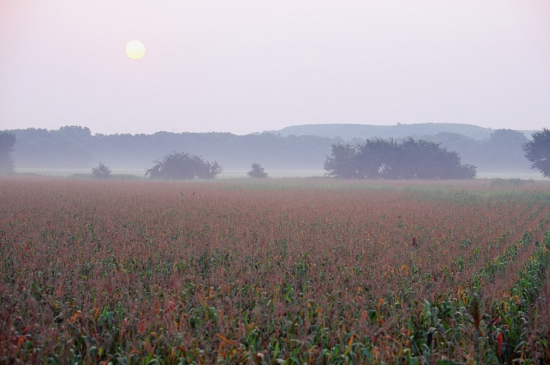 USA, Kansas, View of a corn field during sunset