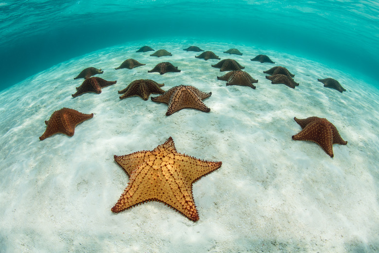 Colorful Starfish in Caribbean Sea