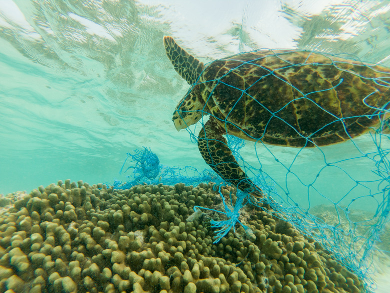 Green sea turtle and discarded fishing net