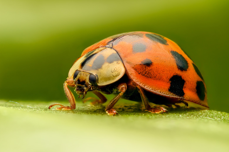 Ladybug extreme closeup