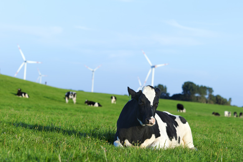 Holstein dairy cow resting on grass