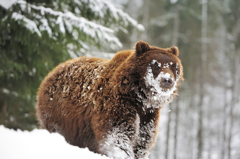 Wild brown bear