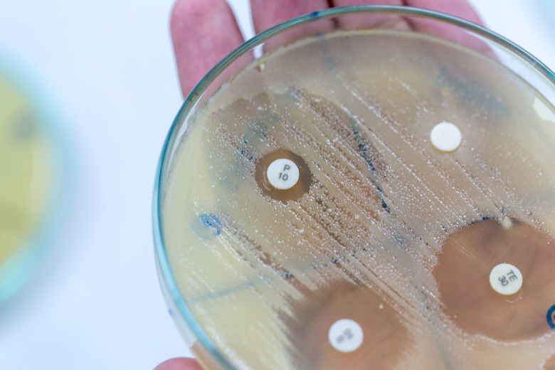 Drug testing of microbiology in lab.