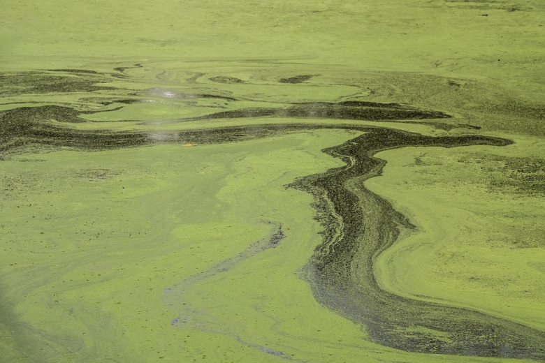 Trail of an animal or animals across an algal bloom