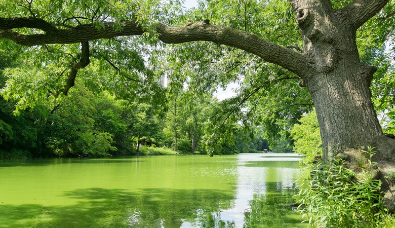 New York Algal Bloom Lake