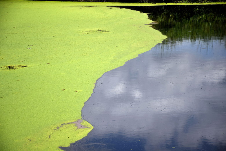 Algae floating on the surface of river.