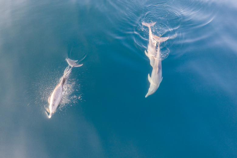 Aerial of Spinner Dolphins at Play