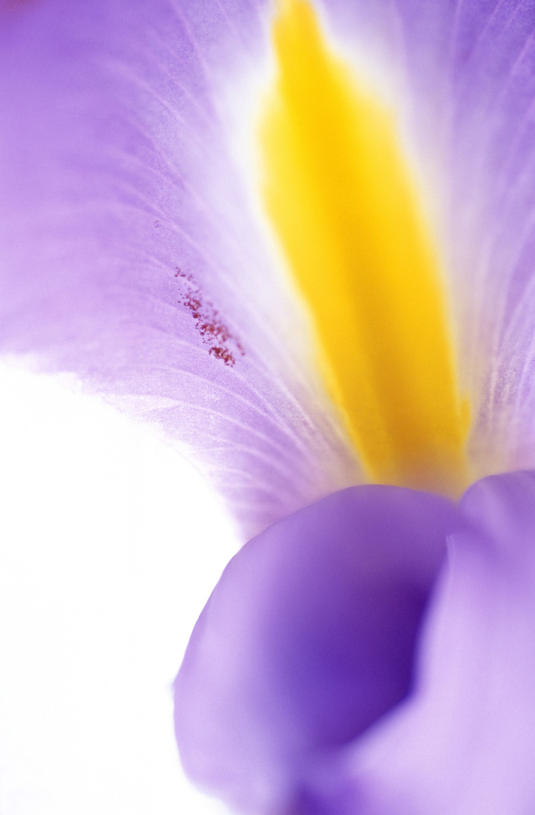 Close-up of flower