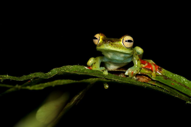 Red-Webbed Tree Frog