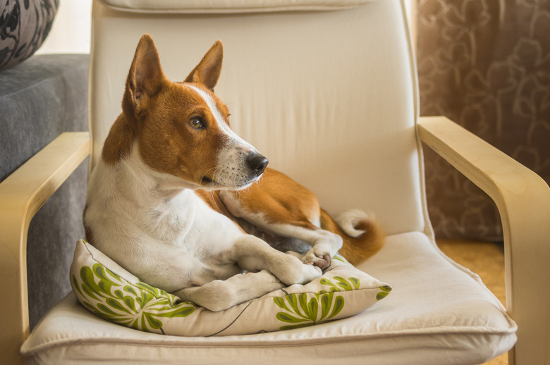 Indoor portrait of cute basenji dog having rest on its favorite place in the chair