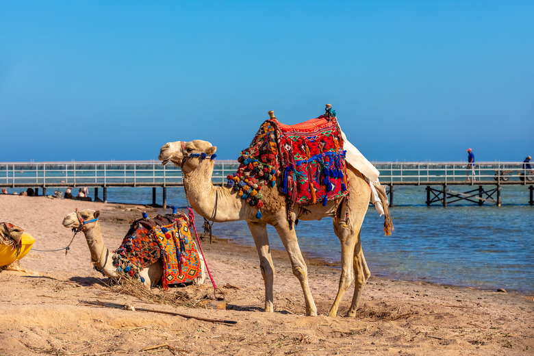 A friendly camels with a colorful saddles on the beach in Sharm El Sheikh, Egypt.  A Camels nicely decorated by Colourful materials to attract the tourists for camel ride on the beach.