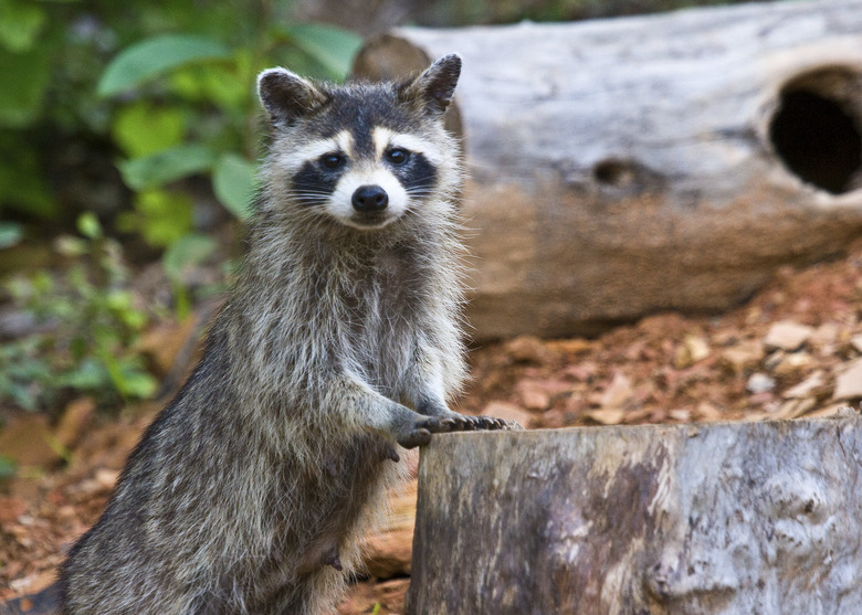 Standing Racoon