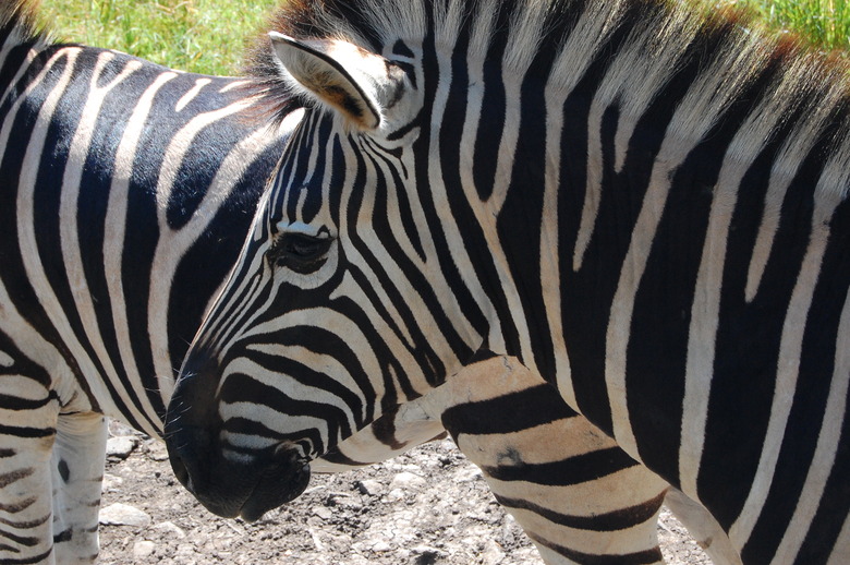 Zebras in Mauritius