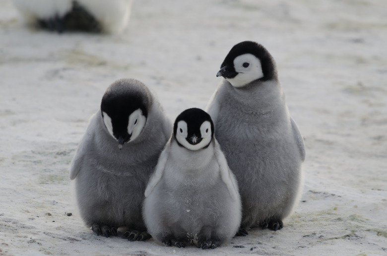 three penguin chicks