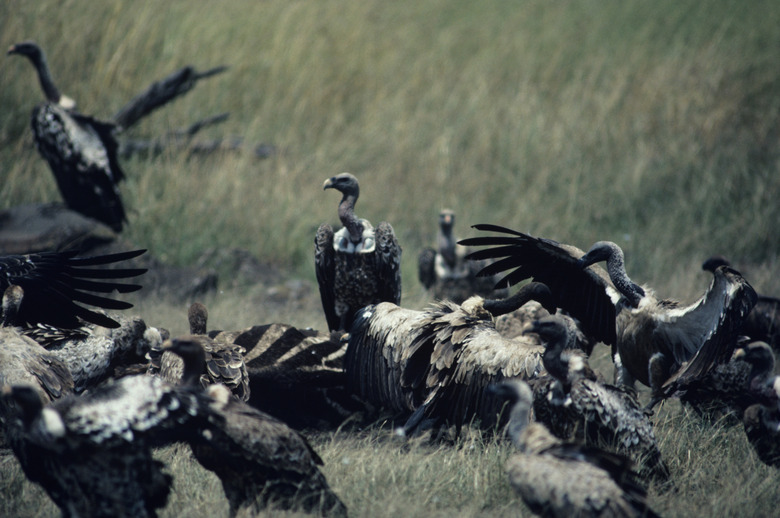 White-backed vultures on kill, Africa