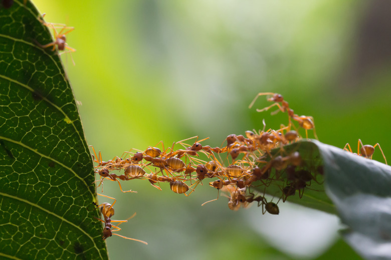 Ant bridge unity team