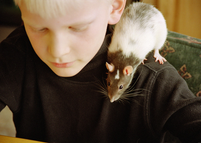 A boy with a rat on his shoulder 