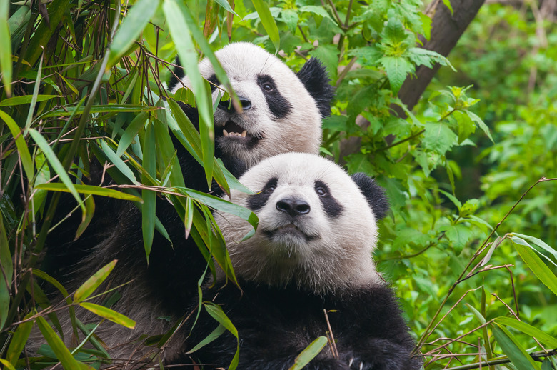 Two panda bears in bamboo forest