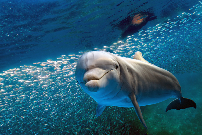 dolphin underwater on blue ocean background