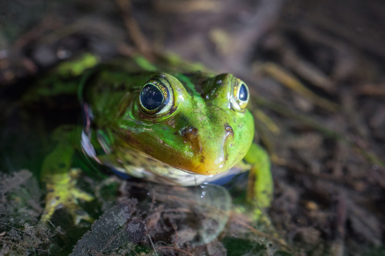 frog in the pond