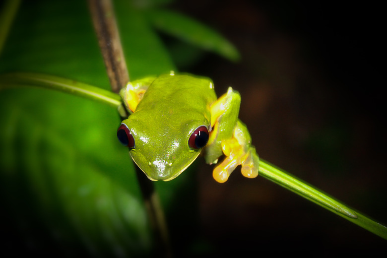 Gliding tree frog on branch in Costa Rica