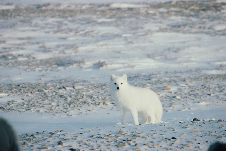 Alert Arctic fox on tundra of Canada