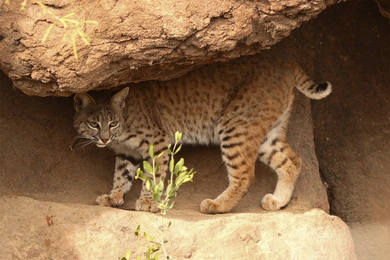 Bobcat In Tight Spot