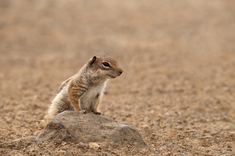 Cute chipmunk on the Canary island of Fuerteventura.