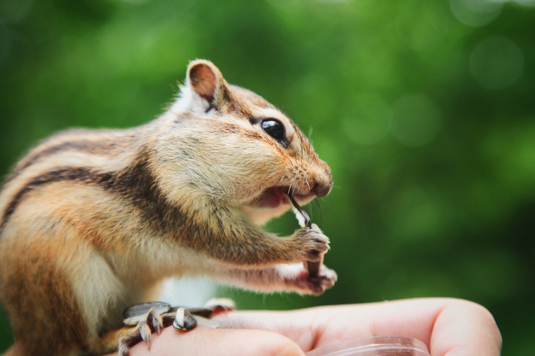 Chipmunks Feeding