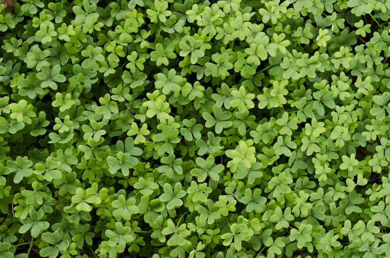 Clover full frame