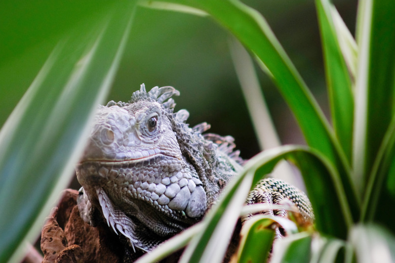 iguana