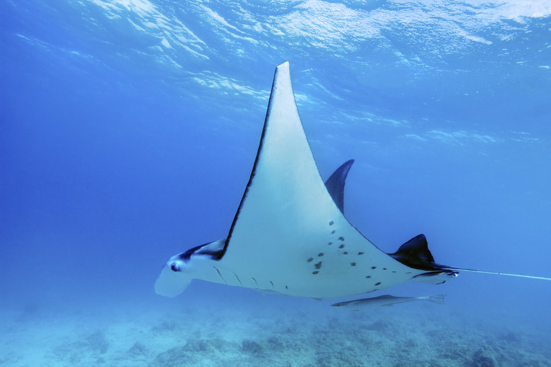 Manta ray