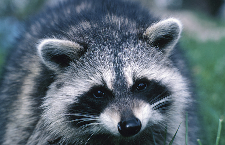 Portrait of raccoon