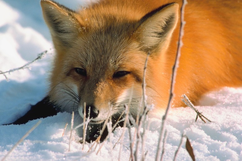 Red fox in winter