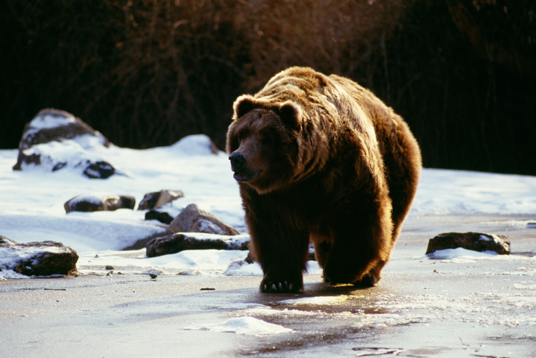 Bear in a river