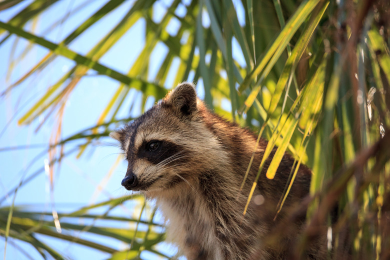 Raccoon Procyon lotor forages for food