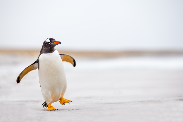 Gentoo Penguin waddling along on a white sand beach.