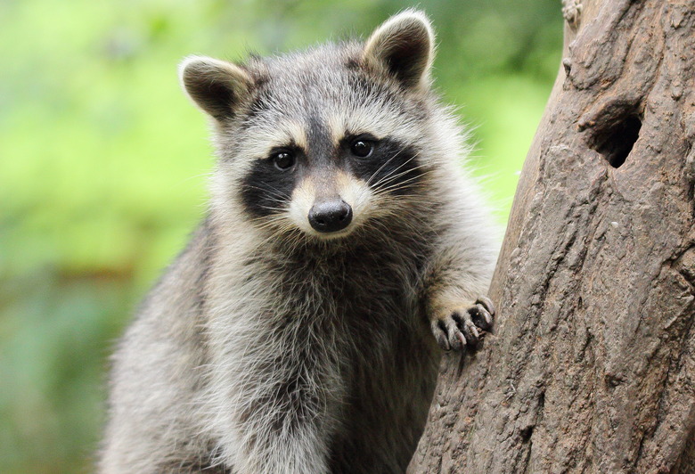 Little Raccoon on tree