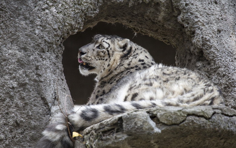 Snow leopard.