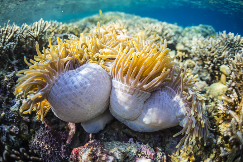 Hard and soft corals and anenomes underwater on Sebayur Island, Komodo Island National Park, Indonesia, Southeast Asia, Asia