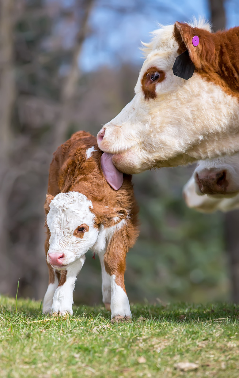 Brown & White Hereford Cow Licking Her Newborn Calf