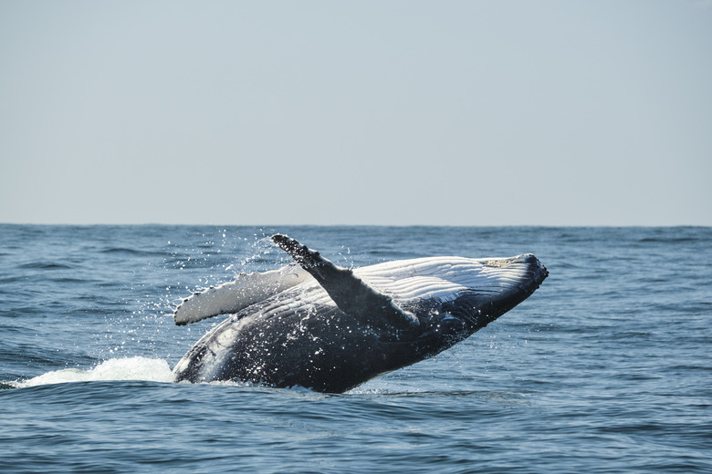 Large whale breaching over the ocean during whale migration on the east coast of Australia