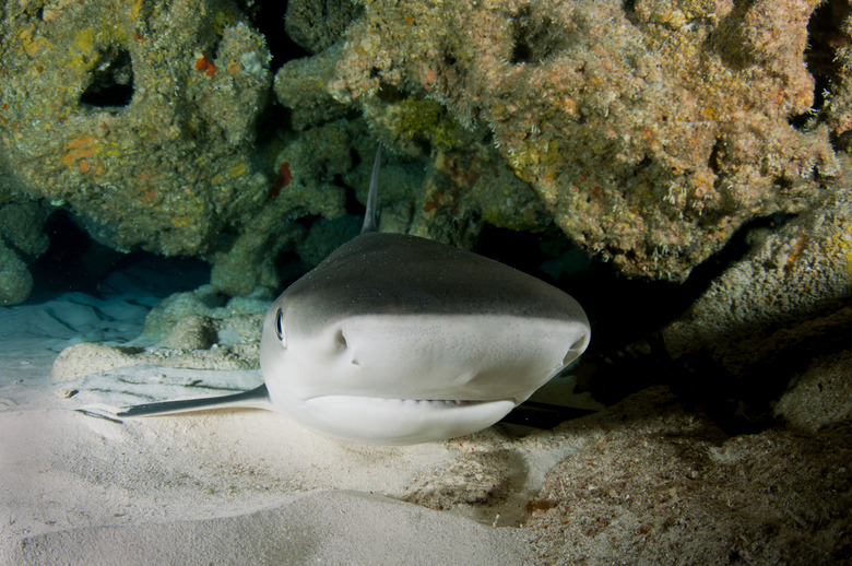 Caribbean reef shark sleeping in cave