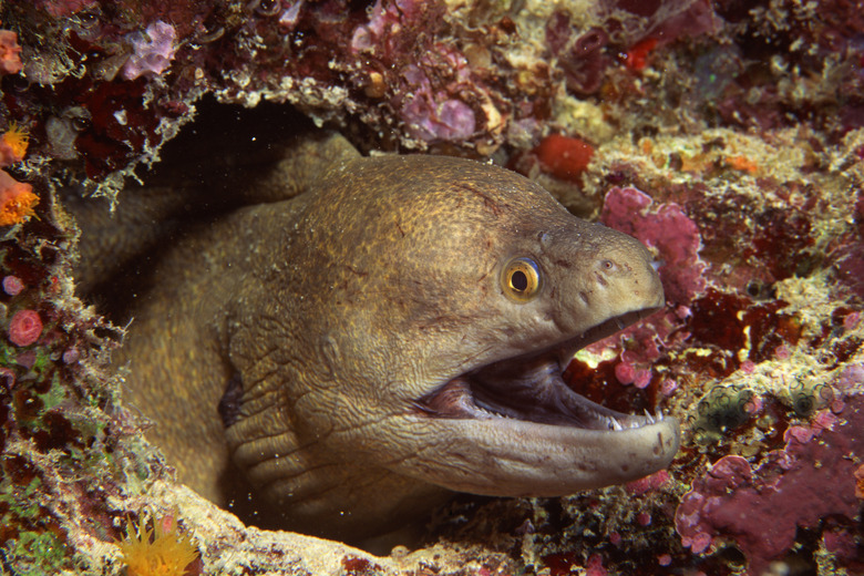 Giant moray eel