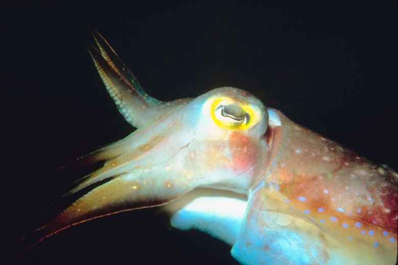 Close-up of squid underwater